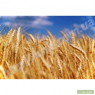 Артемида пшеница озимая елітне