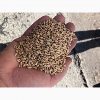 Пшениця ~50тон