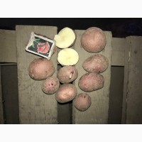 Коломбо продам насіннєву картоплю