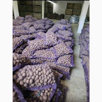 Коломбо продам насіннєву картоплю