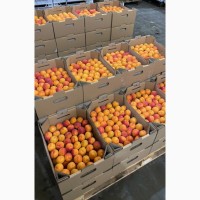 Продам абрикоси, Херсонська область