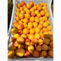 Продам абрикоси, Херсонська область