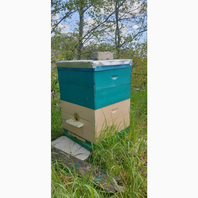 Фото 2. Рамки для бджіл