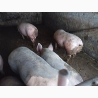 Продам свині мясні живою вагою 120-170кг