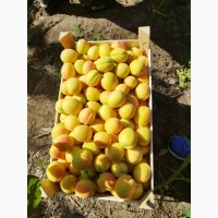 Продам абрикосы из Молдавии