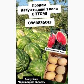 Продам кавуни та дині ОПТОМ з поля