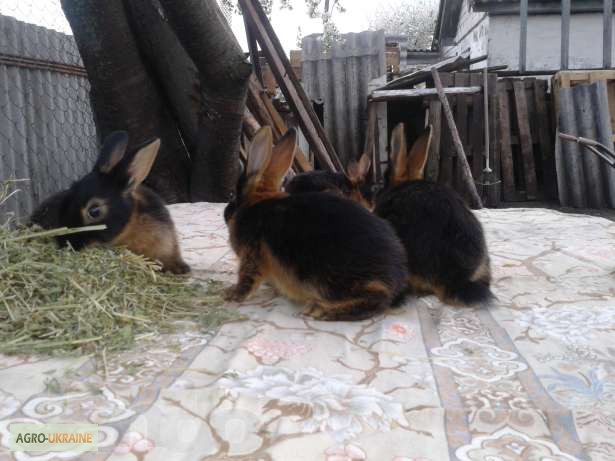 Фото 3. Срочно продам кролики племенные черно-огненные