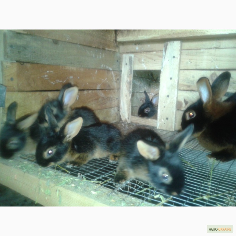 Фото 8. Срочно продам кролики племенные черно-огненные