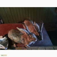 Продам кроликов породы Фландр