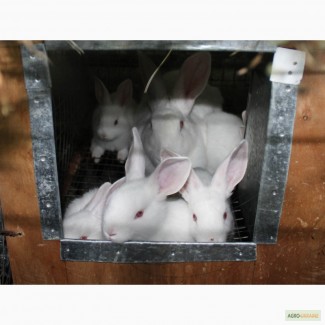 Продам кролів породи Білий паннон, Каліфорнійці, Термонці.