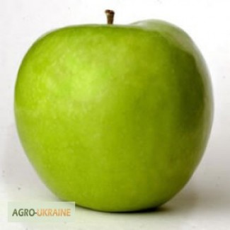 Саженцы яблони Книп-баум грани смит в розницу и оптом