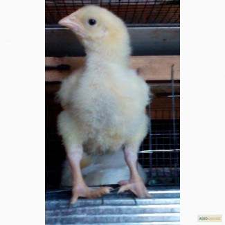 Цыплята бройлер в Одессе, подрощенные, выпоенные 3 недели