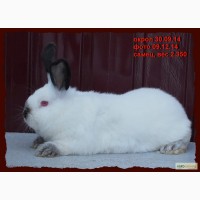 Продам кроликов Калифорнийской породы и НЗК