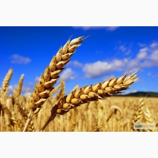 Продам інсектицид для захисту посівів пшениці, ячмінь