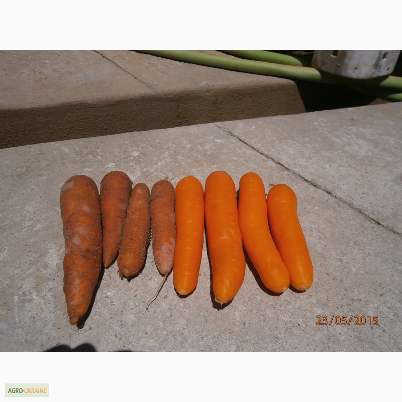 Фото 2. Лук, томаты, огурцы, морковь, картофель, редька, чеснок урожай 2017 года