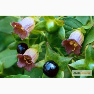 Продам насіння беладони звичайної ( Atropa belladonna L.) КРАСАВКА