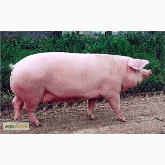 Продам свиней мясной породи, живым весом по хорошей цене