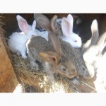 Продам кролів порода сірий велікан