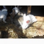 Продам кролів порода сірий велікан