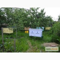 Продам семьи пчел в уликах или без