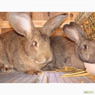 Комбикорм, корм для кроликов в Одессе, откорм, для кролематок, лактирующих