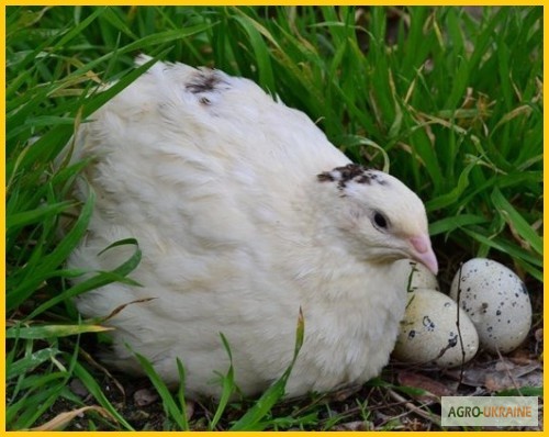 Фото 3. Яйца инкубационные перепела Техасец - бройлер (США Texas A M)
