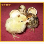 Яйца инкубационные перепела Техасец - бройлер (США Texas A M)