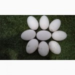 Продам інкубаційне яйце гусей