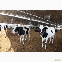 Вентиляция животноводческих ферм