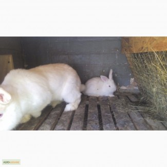 Продам кроликов порода НЗБ