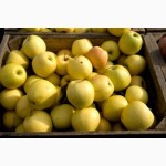 Саджанці яблуні, понад 20 сортів на підщепах М-9 і ММ-106