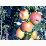 Саджанці яблуні, понад 20 сортів на підщепах М-9 і ММ-106