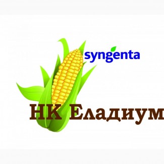 Продам гибрид кукурузы НК Еладиум Syngenta