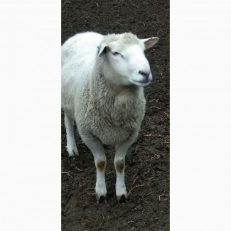 Продам овець