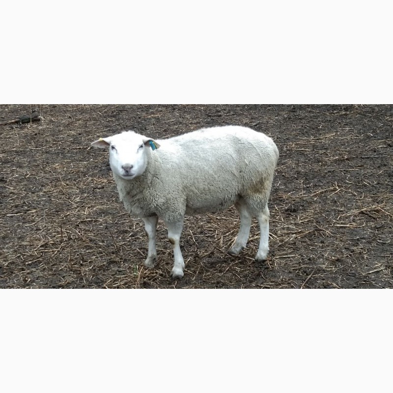 Фото 2. Продам овець