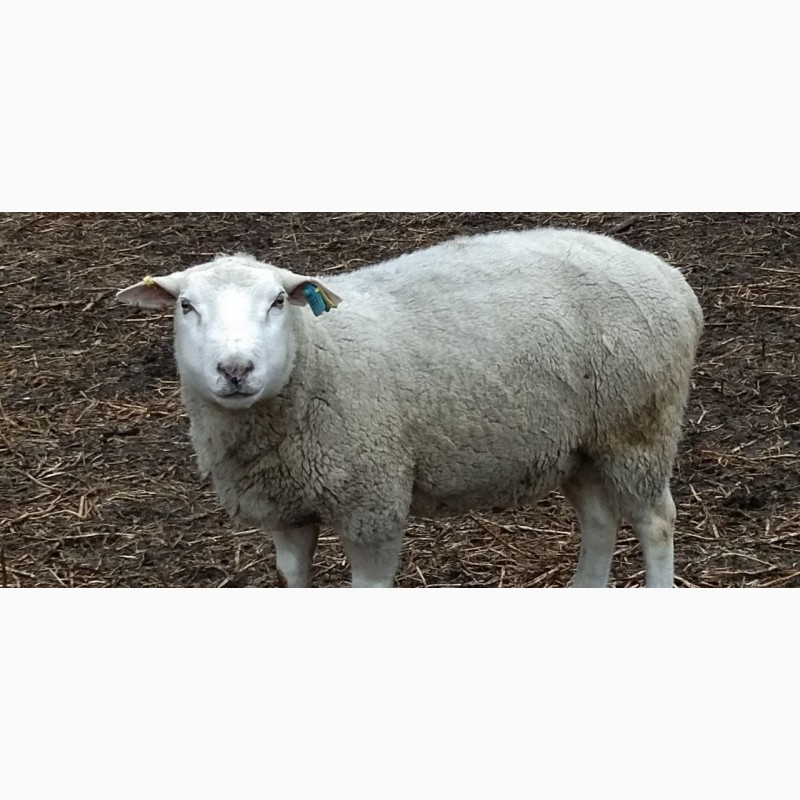 Фото 3. Продам овець