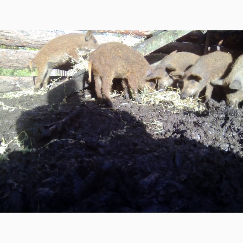 Фото 2. Свинка, свинки, поросята мангал, лешки