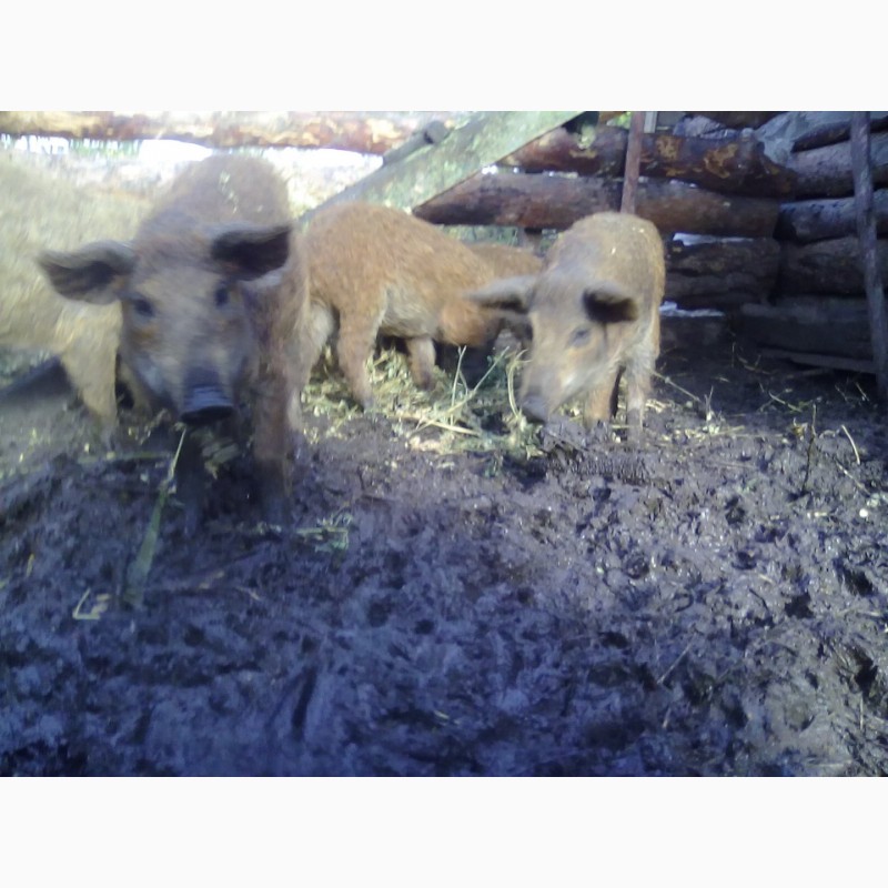 Фото 3. Свинка, свинки, поросята мангал, лешки