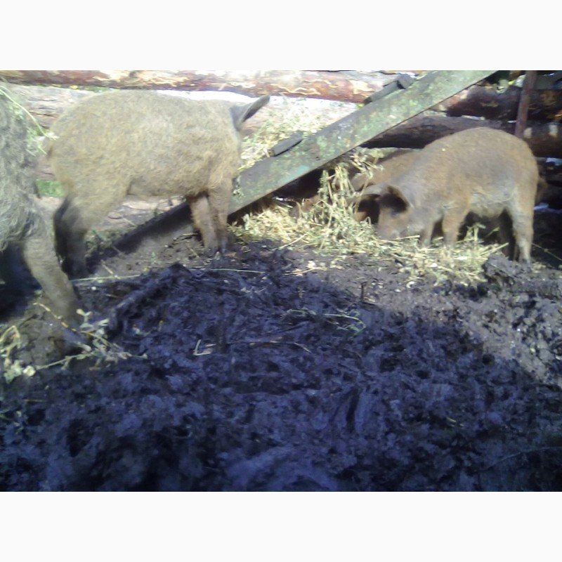 Фото 4. Свинка, свинки, поросята мангал, лешки