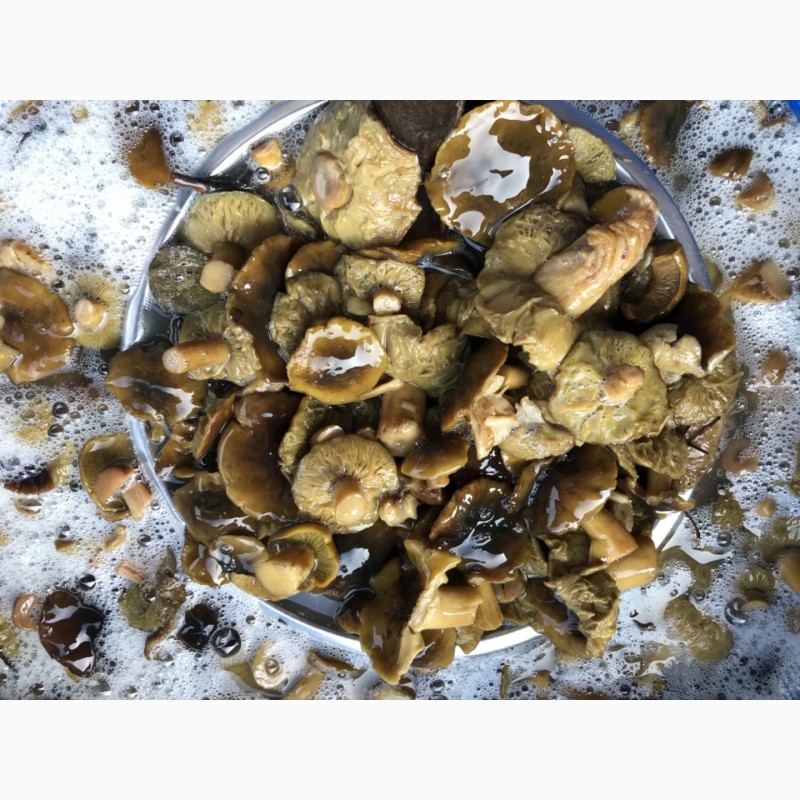 Фото 9. Продам гриби: білі, маслята, польські, опеньки