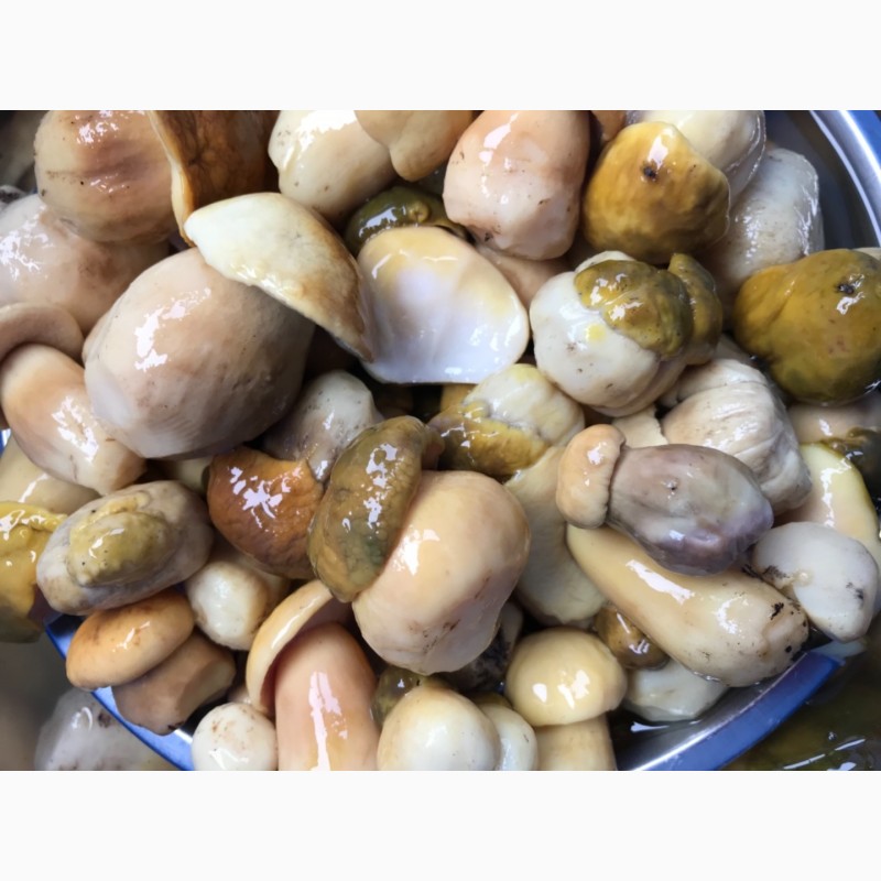 Фото 2. Продам гриби: білі, маслята, польські, опеньки