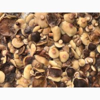 Продам гриби: білі, маслята, польські, опеньки