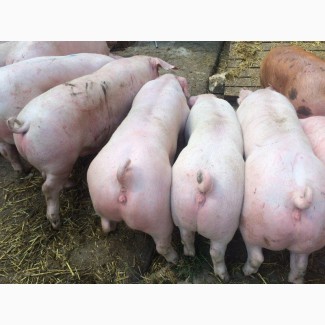 ТОВ АгроЛайн закупает свиней от 50-300 голов