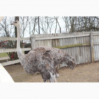 Продам або обміняю самку африканського страуса