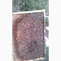 Продам пчел, отводки, пакеты 3+1 300р. с мая 2020г