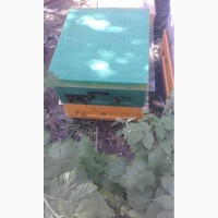 Продам пчел, отводки, пакеты 3+1 300р. с мая 2020г