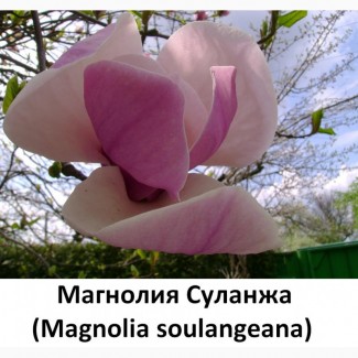 Акклиматизированые семена Магнолия Суланжа 100гр-200грн/ 10шт-10грн