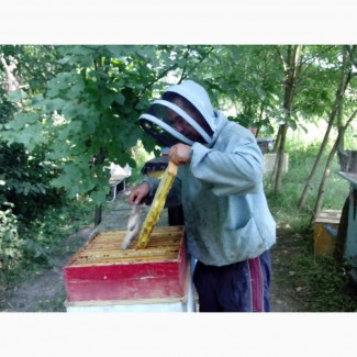 Продам бджолопакети, бджолосімї 25 штук