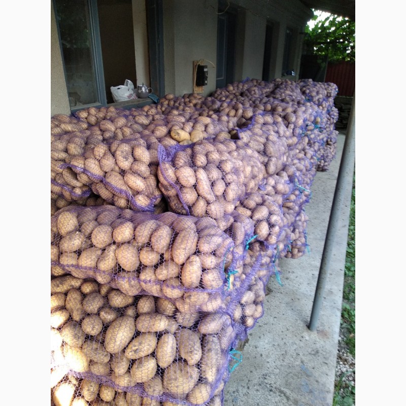 Фото 2. Продам домашню картоплю лімонка