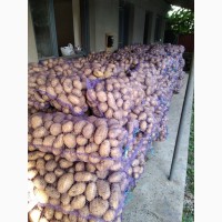 Продам домашню картоплю лімонка